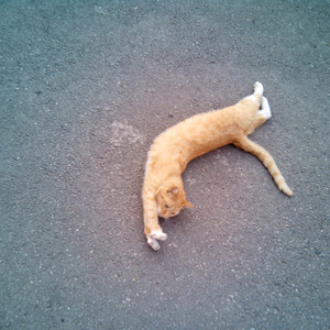 大梅婶读全文原文
