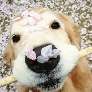 大梅婶读全文原文
